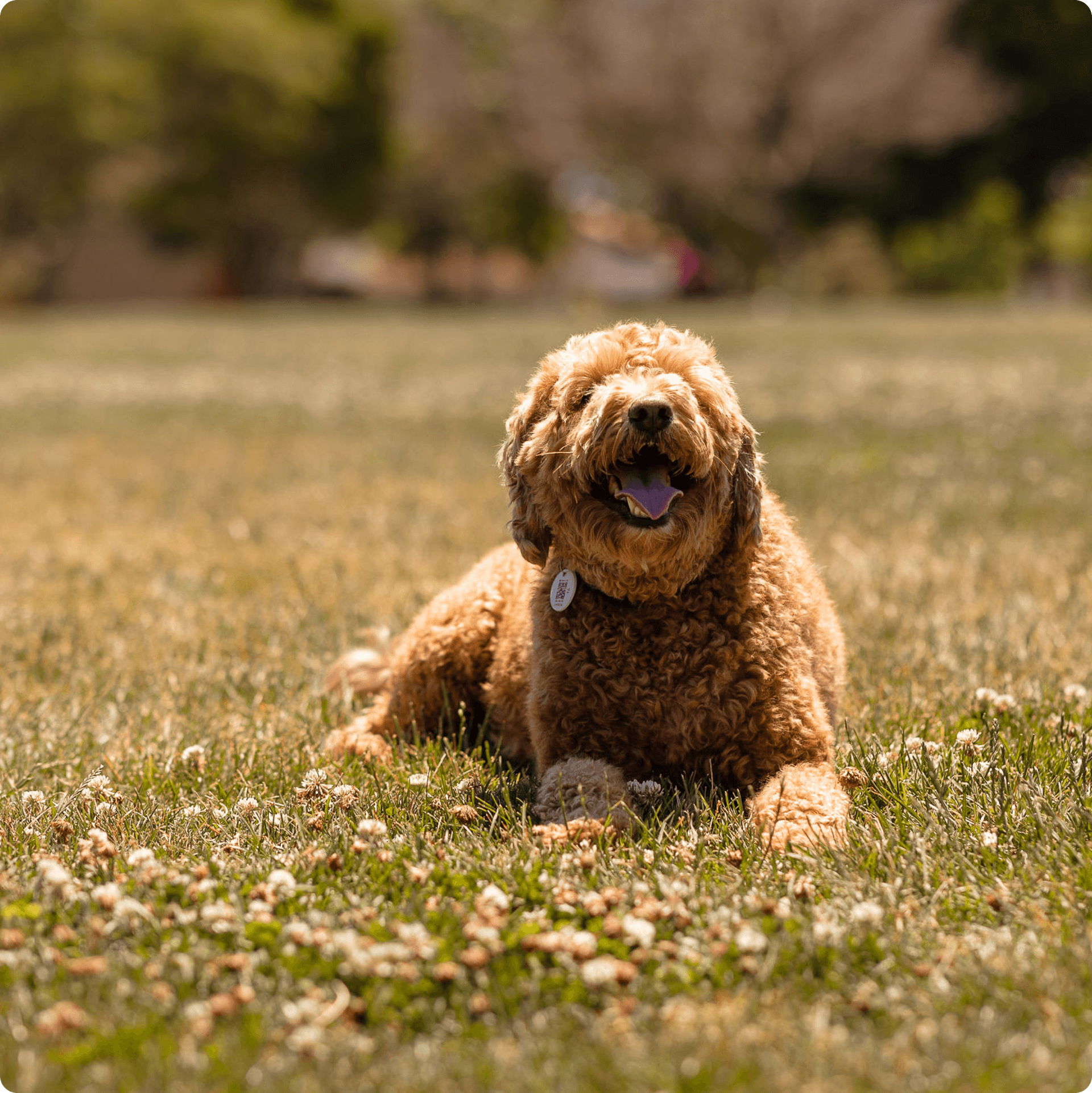 A dog sitting in the grass